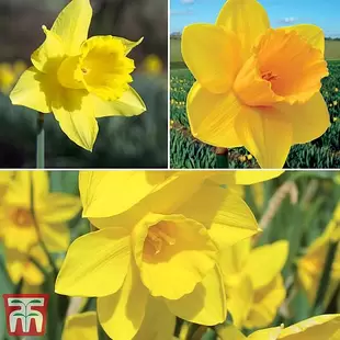 Narcissus 'Cornish Continuity Collection' offers at £19.99 in Thompson & Morgan