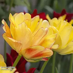 Tulip 'Akebono' offers at £129912 in Thompson & Morgan