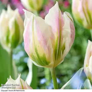 Tulip 'Blushing Artist' offers at £12.99 in Thompson & Morgan