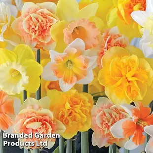 Narcissus 'Citrus Sorbet' offers at £159913 in Thompson & Morgan