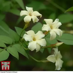 Jasminum officinale 'Clotted Cream' offers at £29.99 in Thompson & Morgan