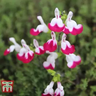 Salvia 'Cherry Lips' offers at £9.99 in Thompson & Morgan