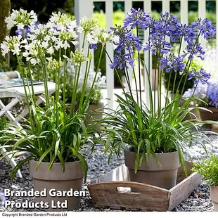 Agapanthus Blue & White Collection offers at £479415 in Thompson & Morgan