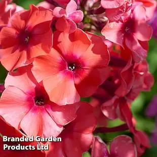 Phlox 'Orange Perfection' offers at £10999.99 in Thompson & Morgan