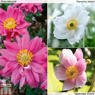 Anemone Trio offers at £149913 in Thompson & Morgan