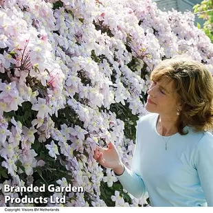 Clematis montana 'Mayleen' offers at £11.99 in Thompson & Morgan