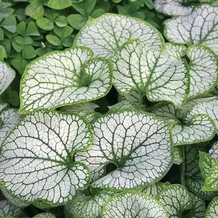 Brunnera macrophylla 'Jack Frost' offers at £14.99 in Thompson & Morgan