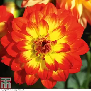 Dahlia 'Lubega Power Yellow-Orange' offers at £29.99 in Thompson & Morgan