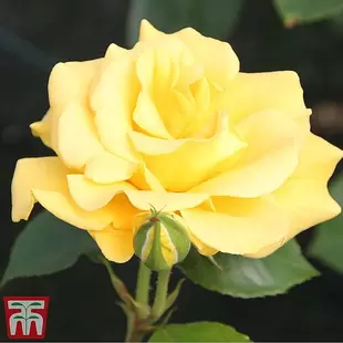 Rose 'Precious Gold' (Floribunda Rose) offers at £16.99 in Thompson & Morgan