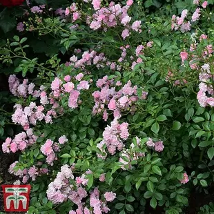 Rose 'The Fairy' (Polyantha) offers at £299927 in Thompson & Morgan