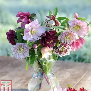 Hellebore 'Double Mixed' offers at £19.99 in Thompson & Morgan