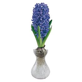 Hyacinthus Delft Blue Flower bulb, comes in Glass Container offers at £2.5 in TradePoint