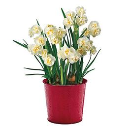 Narcissus Bridal Crown Yellow Flower bulb, comes in Tin Container offers at £3.5 in TradePoint