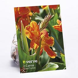 Canna Queen Charlotte Flower bulb, Pack of 2 offers at £1.75 in TradePoint