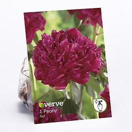 Peony Red Flower bulb offers at £1.75 in TradePoint
