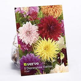 Dinnerplate Dahlias mixed Flower bulb, Pack of 5 offers at £3 in TradePoint