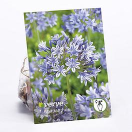 Agapanthus 'Donau' Flower bulb offers at £1.75 in TradePoint
