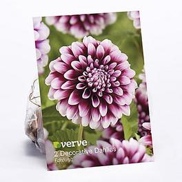 Decorative Dahlia Edinburgh Flower bulb, Pack of 2 offers at £1.75 in TradePoint