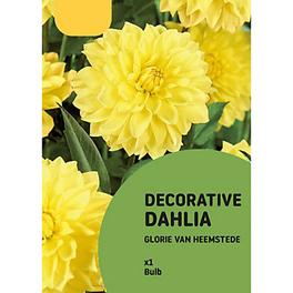 DECORATIVE DAHLIA GLORIE VAN HEEMSTEDE offers at £1 in TradePoint