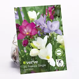 Mixed Single Freesias - Pastels Flower bulb, Pack of 35 offers at £3 in TradePoint