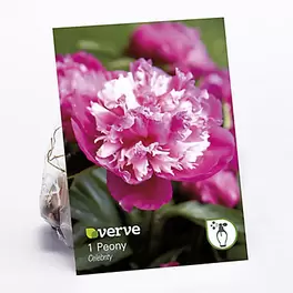 Peony Celebrity Flower bulb offers at £1.75 in TradePoint