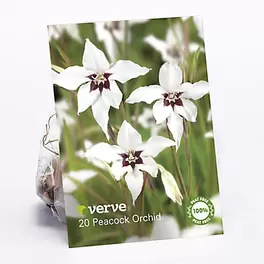 Peacock orchid Flower bulb, Pack of 20 offers at £1.75 in TradePoint