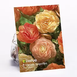 Begonia Pastel Mixed Flower bulb, Pack of 8 offers at £3 in TradePoint