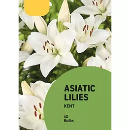 ASIATIC LILY KENT offers at £1 in TradePoint