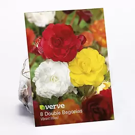 Begonia Mix Flower bulb, Pack of 8 offers at £3 in TradePoint