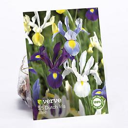 Dutch Iris Mixed Flower bulb, Pack of 35 offers at £3 in TradePoint