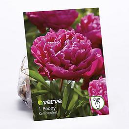 Peony Karl Rosenfield Flower bulb offers at £1.75 in TradePoint