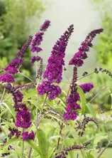 Buddleja Royal Red 2ltr offers at £8.99 in Dobbies Garden Centre