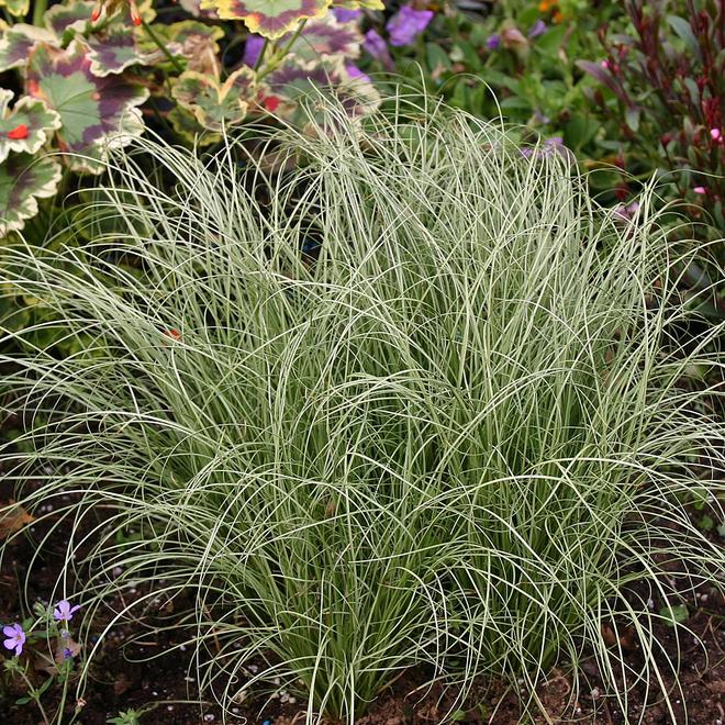 Carex comans 'Frosted Curls' offers at £9.99 in Webbs