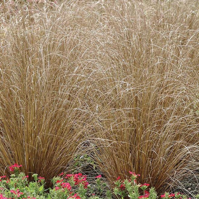 Carex buchananii 'Red Rooster' offers at £9.99 in Webbs