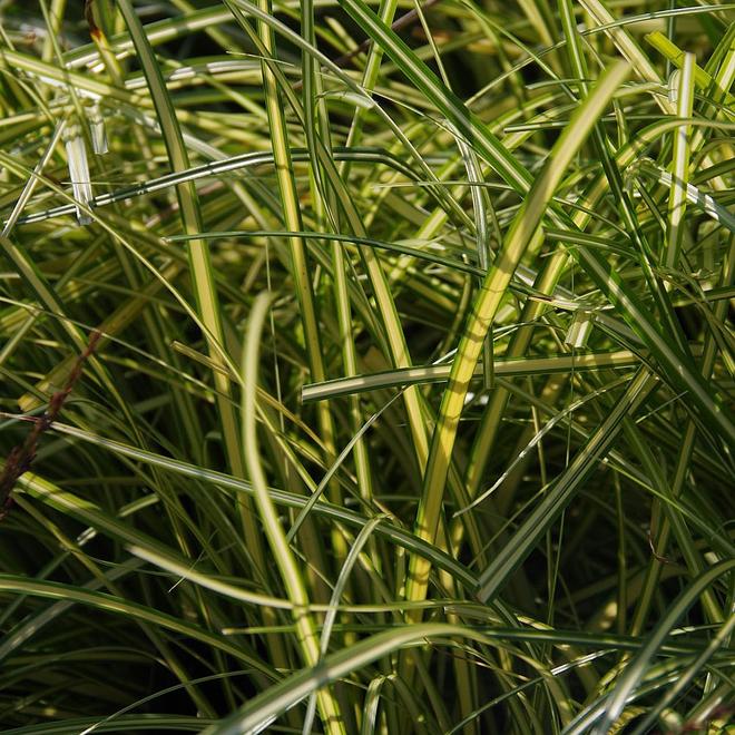 Carex 'Evergold' offers at £9.99 in Webbs