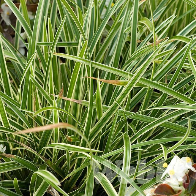 Carex  morrowii  'Ice Dance' offers at £9.99 in Webbs