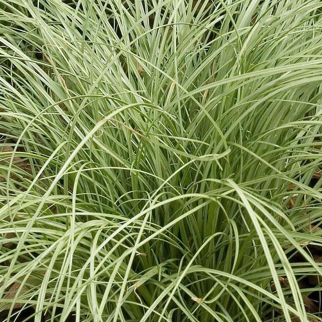 Carex 'Amazon Mist' offers at £9.99 in Webbs