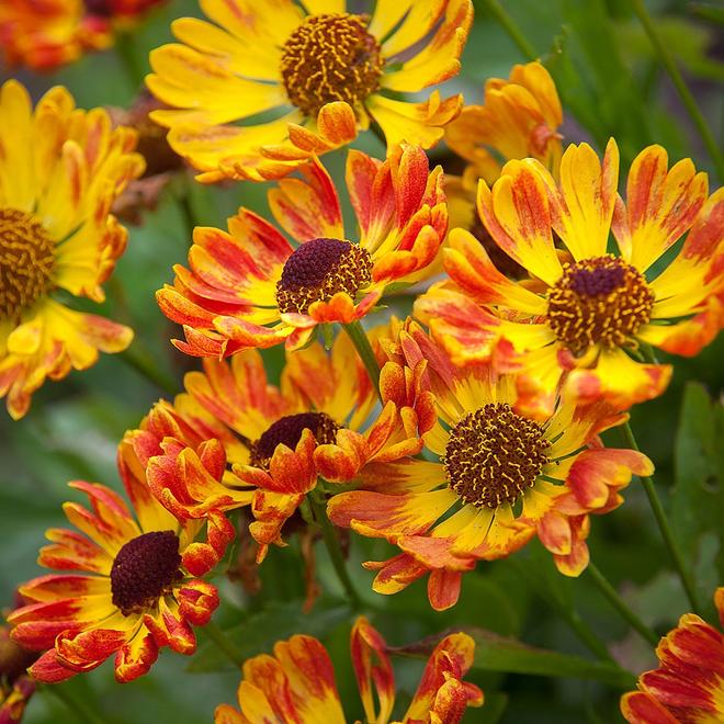 Helenium autumnale 'Fuego' offers at £9.99 in Webbs