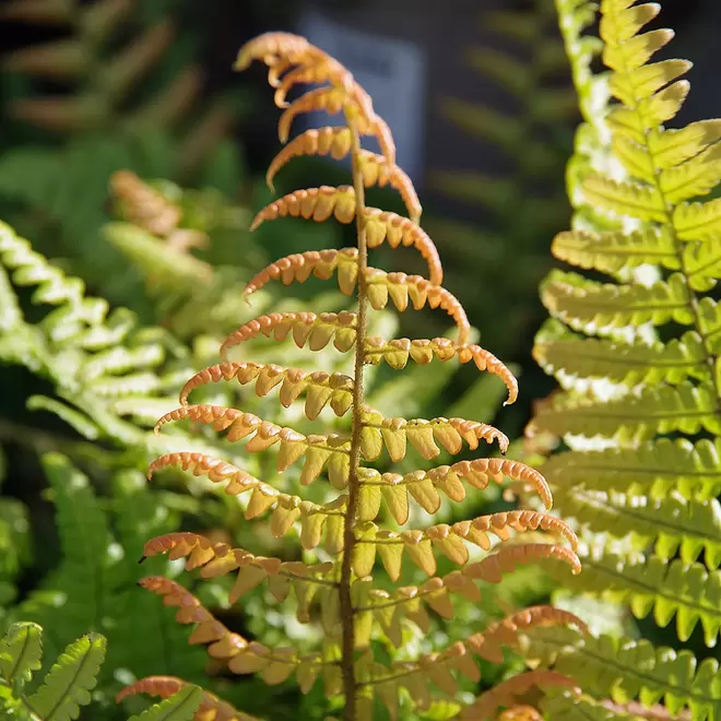 Dryopteris wallichiana 'Jurassic Gold' offers at £10.99 in Webbs