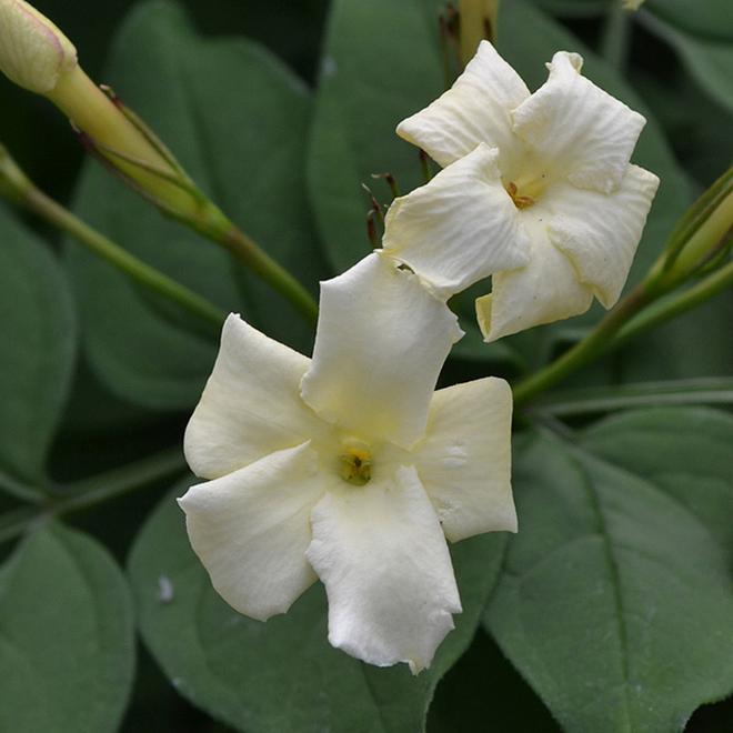 Jasminum officinale 'Clotted Cream' offers at £16.99 in Webbs