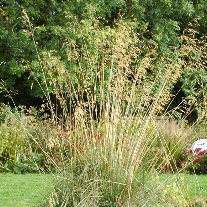 Stipa gigantea offers at £12.99 in Webbs