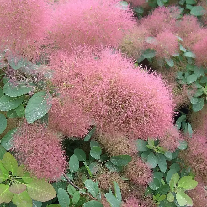 Cotinus 'Candy Floss' offers at £19.99 in Webbs