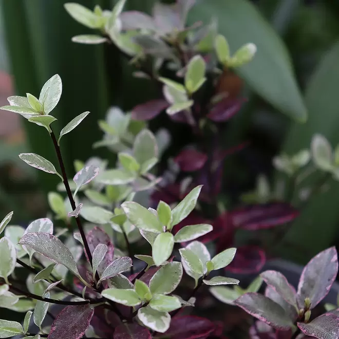 Pittosporum tenuifolium 'Bannow Bay' offers at £19.99 in Webbs