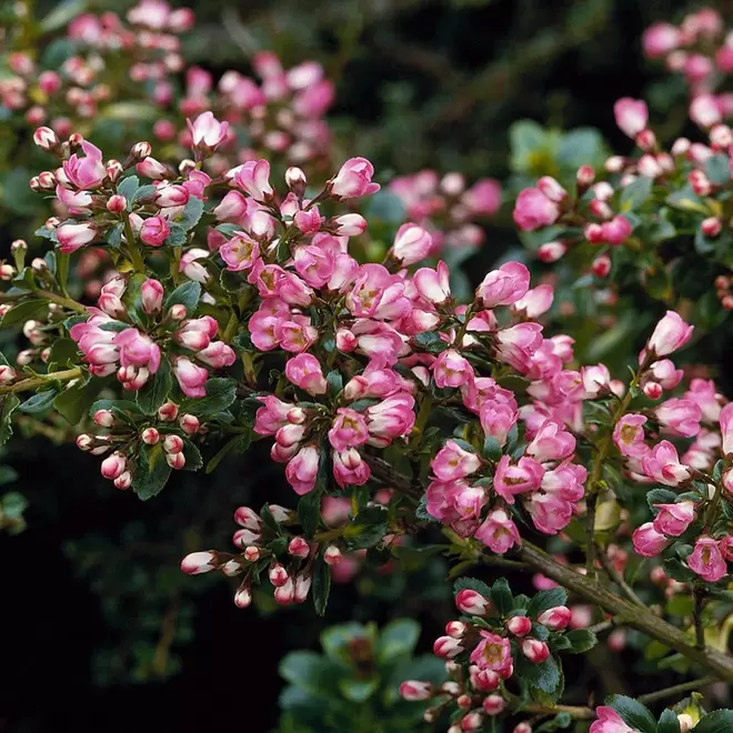 Escallonia 'Apple Blossom' offers at £64913000 in Webbs