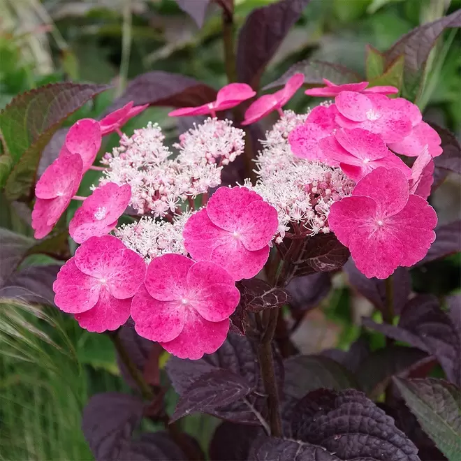 Hydrangea serrata 'Daredevil' offers at £19.99 in Webbs