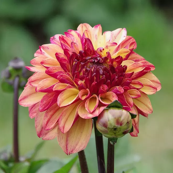 Dahlia 'Autumn Pumpkin' offers at £11.99 in Webbs