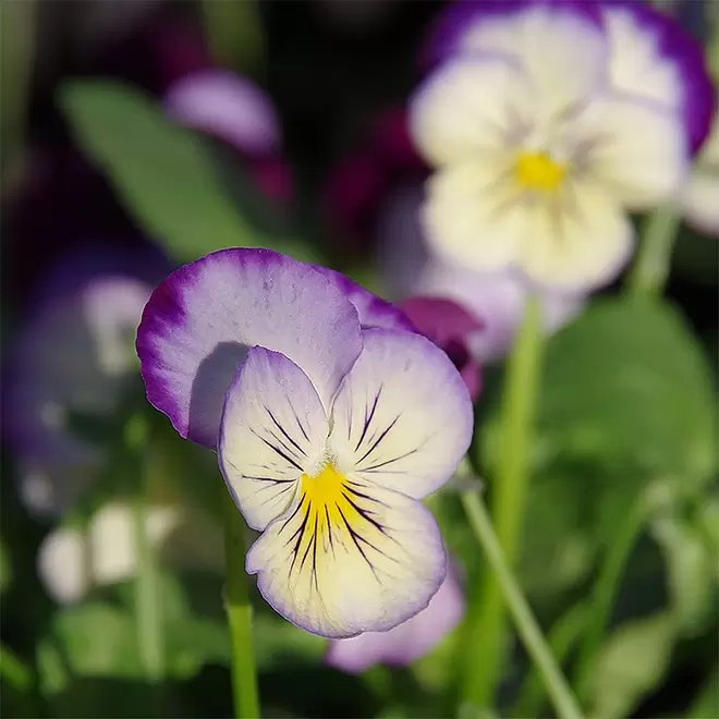 Viola 'Sorbet Neptune' offers at £2.99 in Webbs