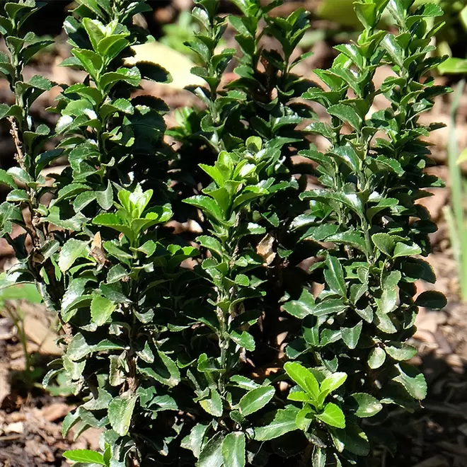 Euonymus japonicus 'Green Rocket' offers at £9.99 in Webbs