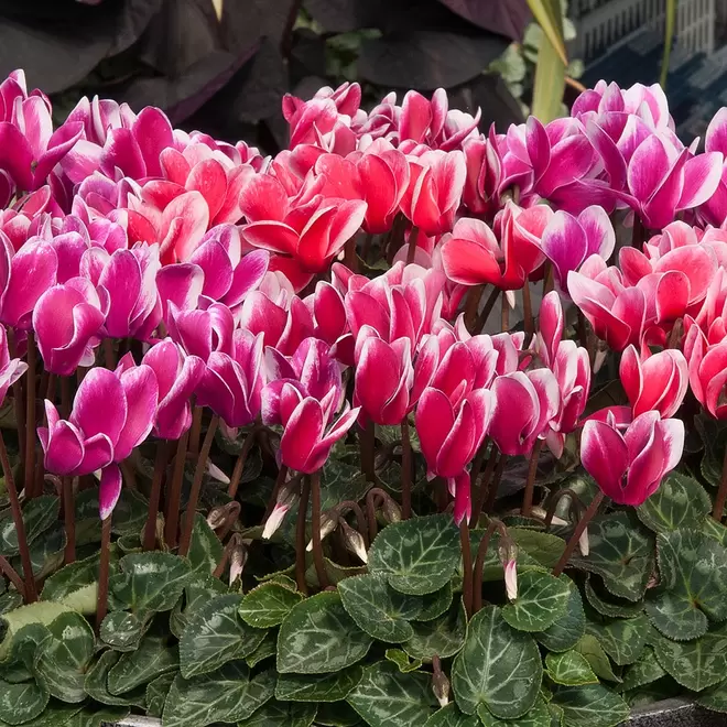 Cyclamen 'Fantasia Mix' 6 pack offers at £9.99 in Webbs