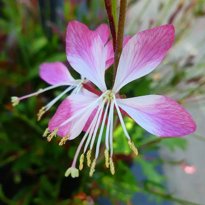 Gaura lindheimeri 'Little Janie' offers at £4999995 in Webbs